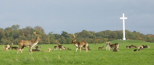 A herd of deer by the Papal Cross