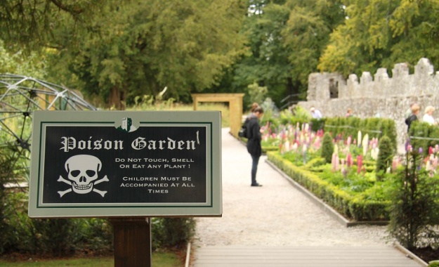 The grounds of Blarney Castle include a Poison Garden, wherein are grown all the traditional poisons - tobacco, wolfsbane and castor oil. Photo by Richard Tulloch